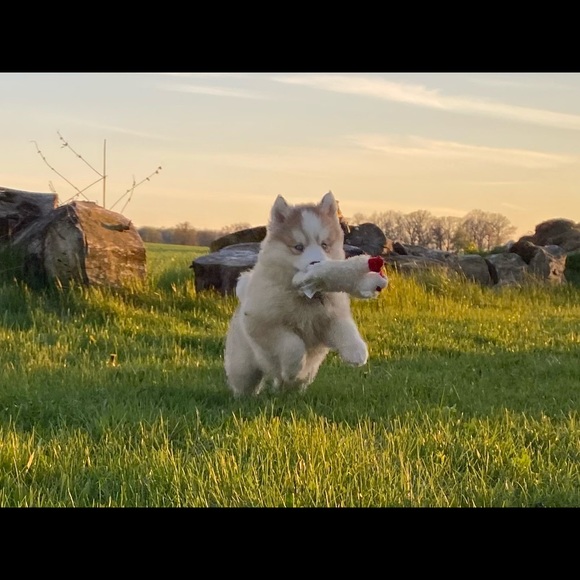 Meet your Posher, Jeaneé Elms - Picture 13 of 13